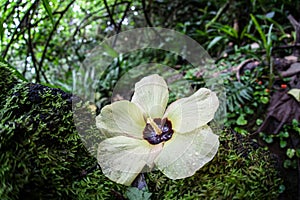 Flower in Rainforest