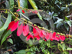 Flower in the Rainforest of Peru