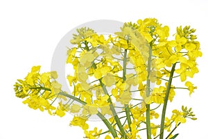 Flower of a rapeseed, Brassica napus