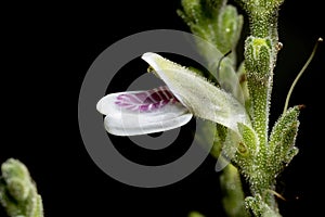 Flower of a Brazilian Cerrado plant photo