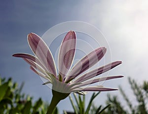 Flower reaching for the sun light