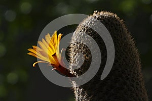 Flower of Rebutia heliosa cactus photo