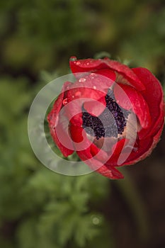 Flower of red anemone sprinkled in the morning