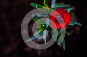 Flower, red carnation