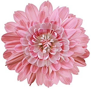 Flower  red chrysanthemum . Flower isolated on a white background. No shadows with clipping path. Close-up. Nature