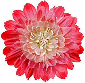 Flower red chrysanthemum . Flower isolated on a white background. No shadows with clipping path. Close-up. Nature