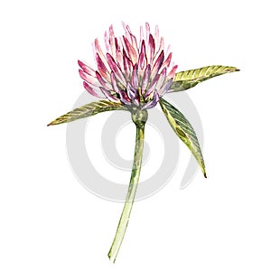 Flower of red clover with leaves. Watercolor botanical illustration isolated on white background. Happy Saint Patricks