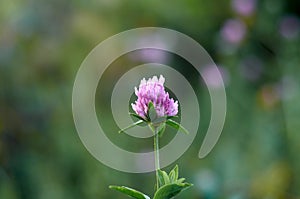 Flower of red clower in the meadow