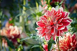 Flower red Dahlia macro, space for text. Stylish, tinted floral