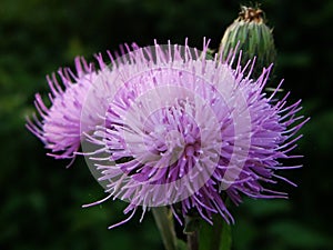 Flower, Red flower, Wonderful flower,Growing buds flowers