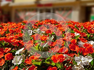 flower with red flowers with four leaves and green leaves