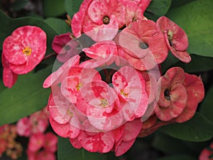 Flower red in garden tree