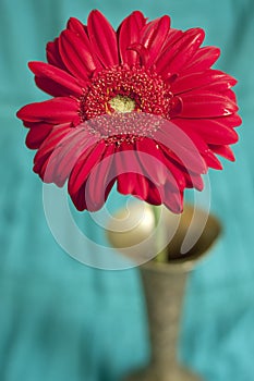 Flower red gerber in the vase