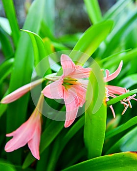 The Flower red and green