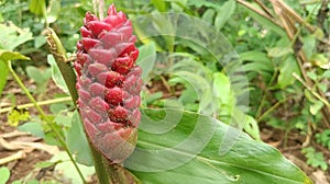 Flower red and green leave natur wallpaper