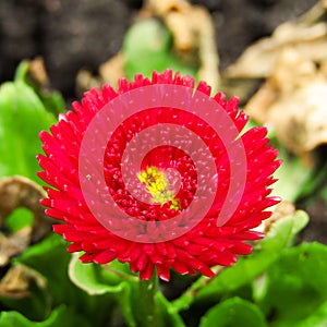 Flower red and green very close up