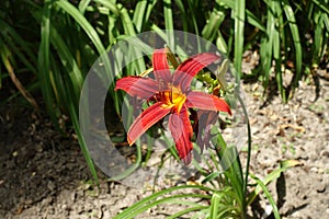 A flower of red Hemerocallis fulva in July