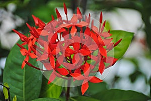 Flower Red Ixora, Red flower spike, Rubiaceae flower, Ixora coccinea