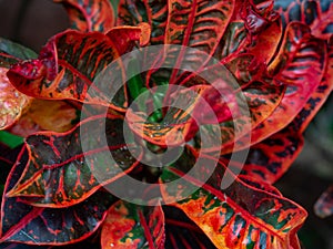 Flower red leaves of Codiaeum variegatum. Close up Croton plant