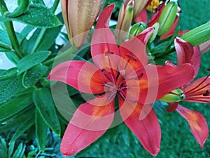 flower of red lily with leaves after rain photo