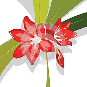 Flower red Lily vector illustration