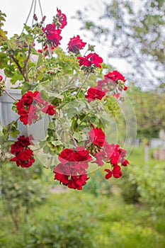 flower red pelargonium in a flowerpot hanging on the wall of the house