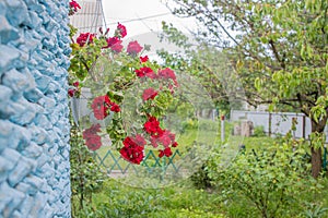 flower red pelargonium in a flowerpot hanging on the wall of the house