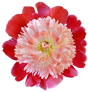 Flower red  peony  isolated on a white background. No shadows with clipping path. Close-up.