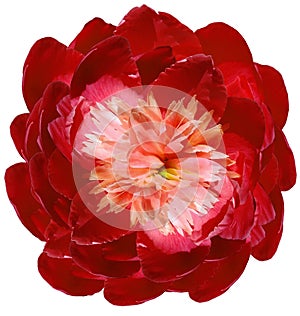 flower red peony isolated on a white background. No shadows with clipping path. Close-up.