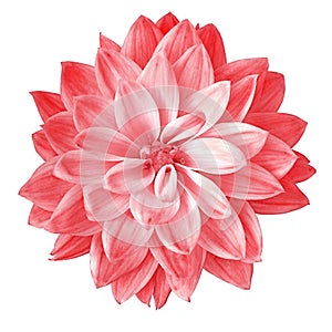 Flower red pimk dahlia isolated on white background. Close-up. Element of design