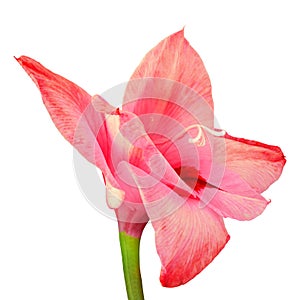 Flower red pink gladiolus isolated on white background. Flower bud close up.