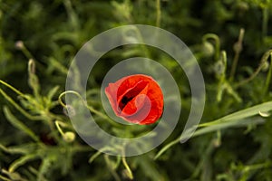 Flower Red poppie blossom on wild field. Red poppie in soft light. Meadow of wheat and poppy. Nature composition.