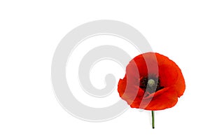 Flower red poppies Papaver rhoeas, common names: corn poppy, corn rose, field poppy, red weed on a white background