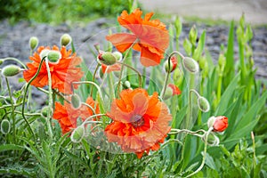 Flower red poppy blooming in the garden. Peony poppy. Decorative poppy. Beautiful red poppy flower