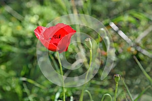 Flower Red poppy blossom on wild field