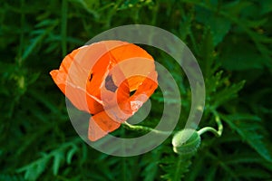 A flower of a red poppy with a bud