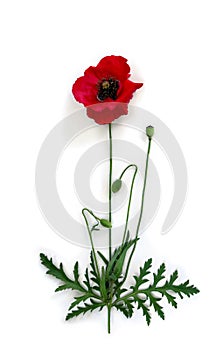 Flower red poppy and buds ( Papaver rhoeas, corn poppy, corn rose, field poppy, red weed ) on a white background