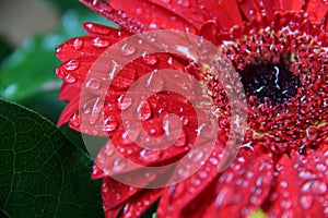 Flower red raindrops regendruppel bloem