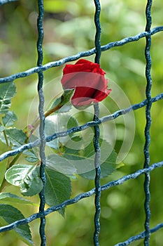 Kvetina z červená ruža za 