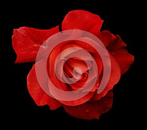 Flower red rose on the black isolated background with clipping path. no shadows. Closeup. For design, texture, borders, frame, b