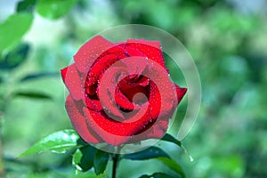 Flower red rose ,single on green background, outdoor, Beautiful pink burgundy roses with drops of water, dew in garden