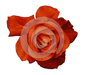 Flower red rose on a white isolated background with clipping path. no shadows. Closeup. For design, texture, borders, frame, bac