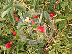 Flower red roseship