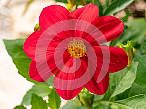 Flower of red simple spring dahlia blooming in the spring garden