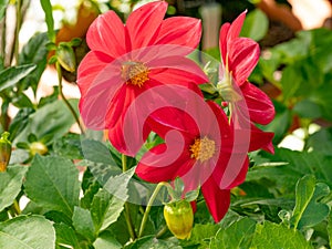 Flower of red simple spring dahlia blooming in the spring garden