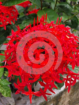 Flower red summer nice home pictur photo