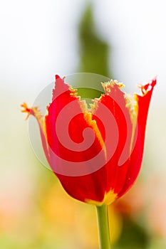 Flower red terry tulip