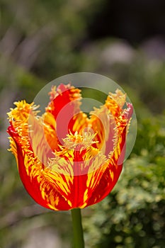 Flower red terry tulip close up