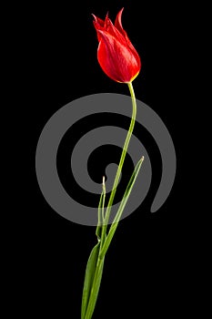 Flower of red tulip closeup, isolated on black background