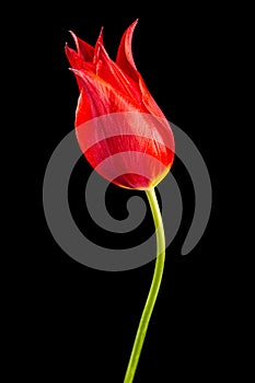 Flower of red tulip closeup, isolated on black background